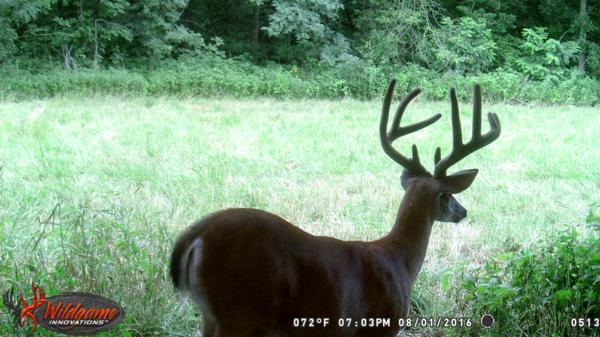 Trail Cam Photo